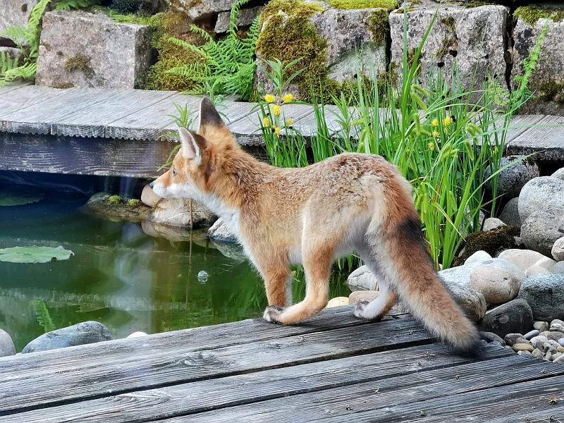 Besuch vom Fuchs